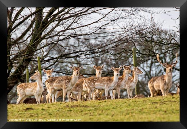 Herd of European Fallow Deer Looking at the Camera. Framed Print by Steve Gill
