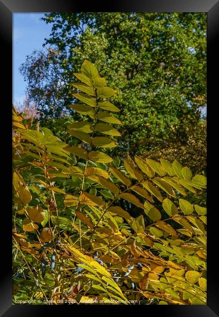 Leaves on an Autumn Japanese Angelica Tree. Framed Print by Steve Gill
