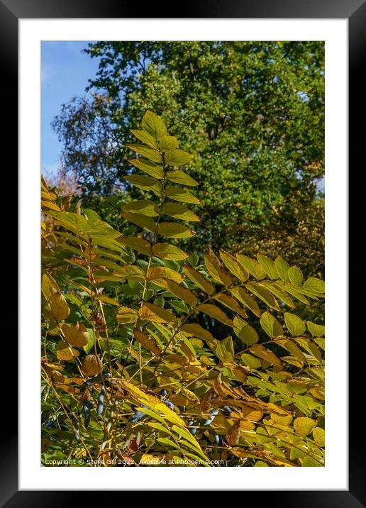 Leaves on an Autumn Japanese Angelica Tree. Framed Mounted Print by Steve Gill