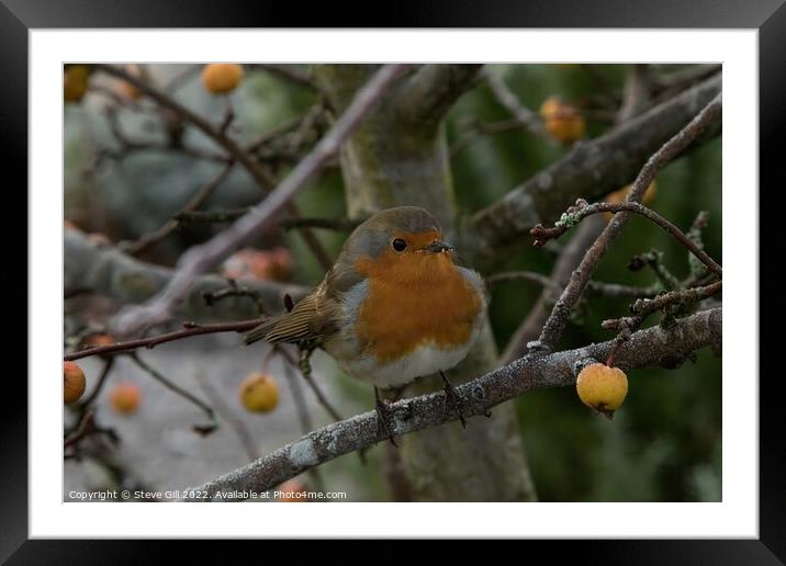 Perched on a Branch of a Crab Apple Tree, a Robin Redbreast. Framed Mounted Print by Steve Gill