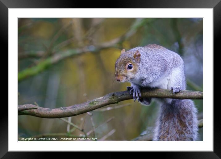 Observing the World from a Tree Branch, a Curious Grey Squirrel. Framed Mounted Print by Steve Gill