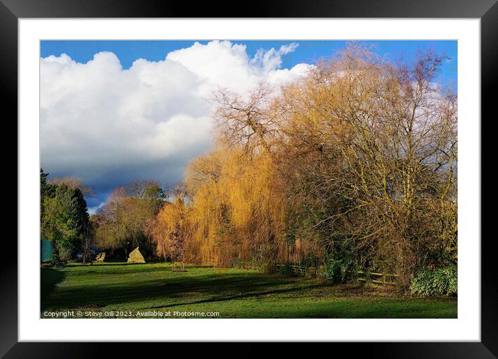 Bare Yellow Maple Trees with Winter Sunlit Illuminating them and White Clouds in the Distance. Framed Mounted Print by Steve Gill