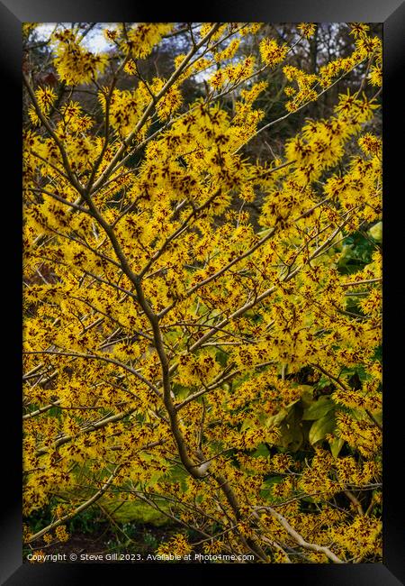 Branches Full of Witch Hazel Yellow and Red Ribbon-like Petals. Framed Print by Steve Gill