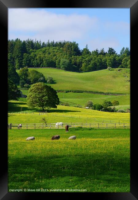 Rural Scene with Sheep and Horses Gazing in a Lush Green Valley. Framed Print by Steve Gill