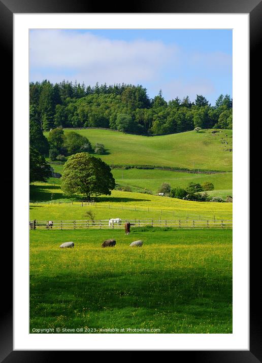Rural Scene with Sheep and Horses Gazing in a Lush Green Valley. Framed Mounted Print by Steve Gill