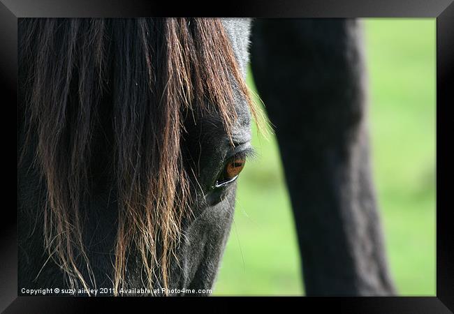 Horses face close up Framed Print by suzy ainley