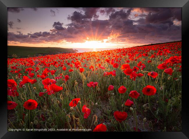 West Pentire Poppies Framed Print by Sarah Kingshott