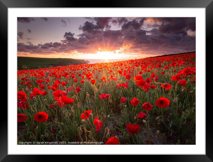 West Pentire Poppies Framed Mounted Print by Sarah Kingshott