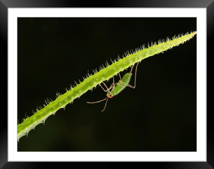 Green Fly Framed Mounted Print by Alex Horton-Howe
