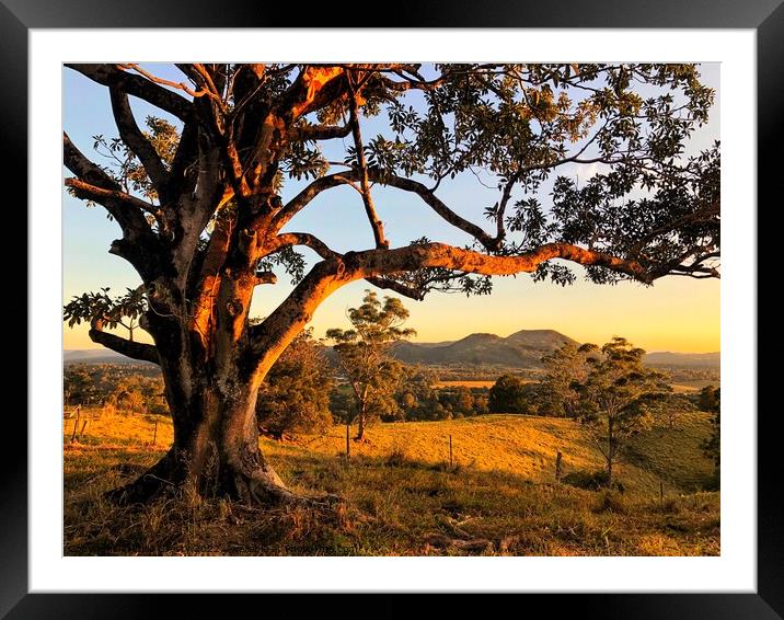 Lone Tree at Golden Hour Sunset Framed Mounted Print by Julie Gresty