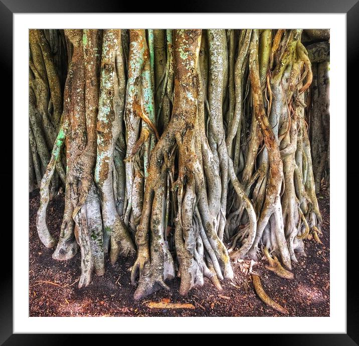 Roots of Banyan Fig Tree Framed Mounted Print by Julie Gresty