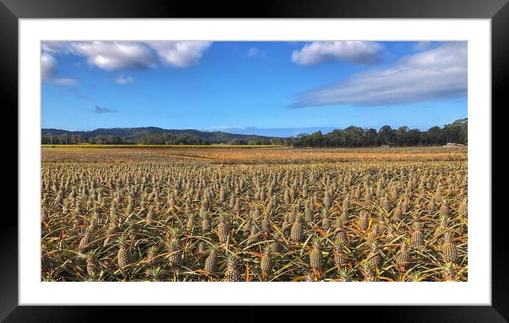 Pineapple Farm Fields under a Blue Sky Framed Mounted Print by Julie Gresty