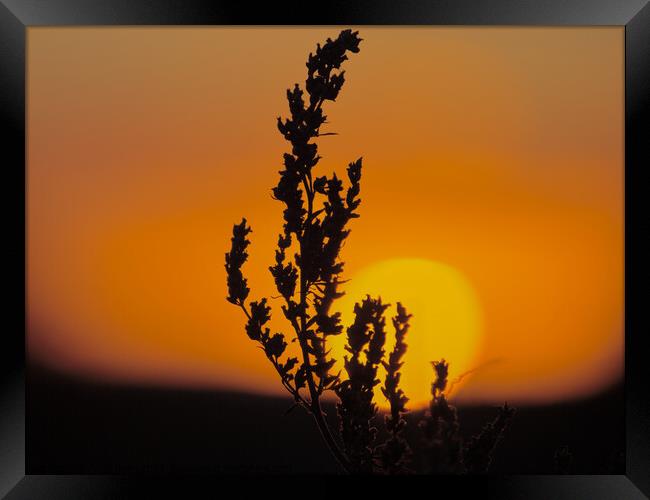 Golden Sunrise with Silhouette of a plant.  Framed Print by Andy Dean