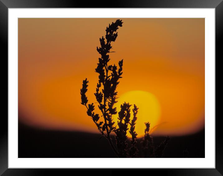 Golden Sunrise with Silhouette of a plant.  Framed Mounted Print by Andy Dean