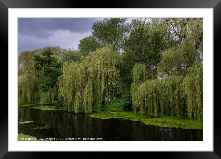 Weeping Willow Framed Mounted Print by RJW Images