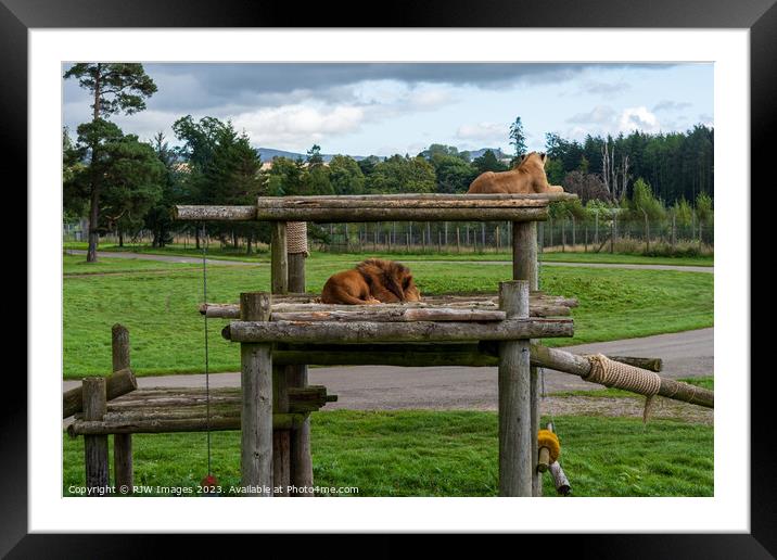 Lion and lioness Framed Mounted Print by RJW Images