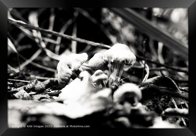 Enchanting Gymnopilus in Monochrome Framed Print by RJW Images
