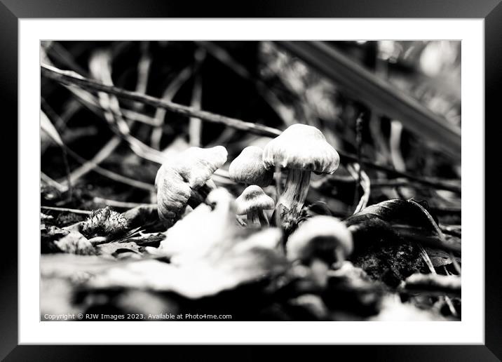 Enchanting Gymnopilus in Monochrome Framed Mounted Print by RJW Images