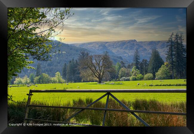 Sheep of Benmore Argyll Framed Print by RJW Images