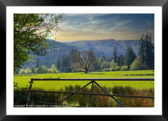 Sheep of Benmore Argyll Framed Mounted Print by RJW Images