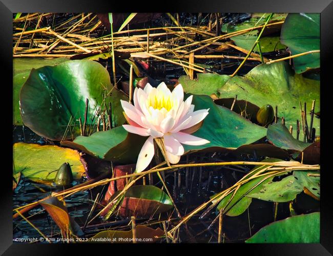 Waterlily (Water Lily) Framed Print by RJW Images