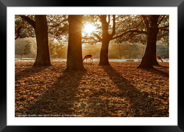 Autumn Grazing Deer  Framed Mounted Print by Kate Lake
