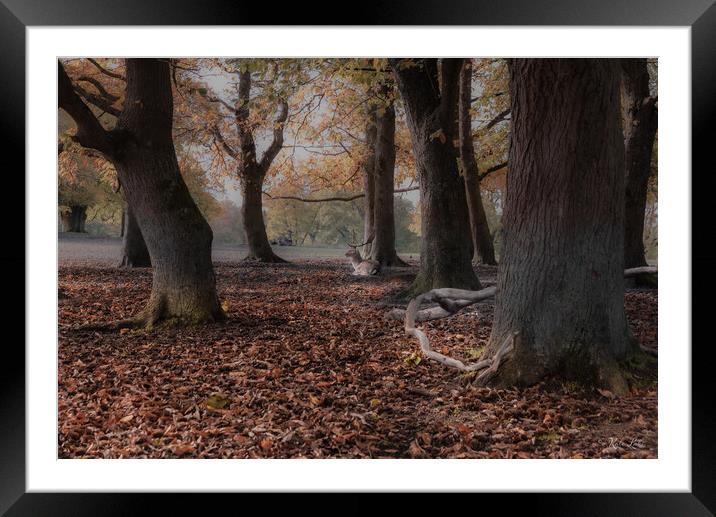 Autumnal stag Framed Mounted Print by Kate Lake