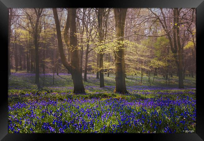Shady Bluebell Glade Framed Print by Kate Lake