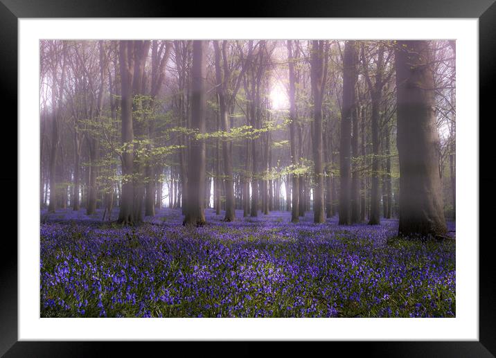 Enchanted Bluebell Glade Framed Mounted Print by Kate Lake