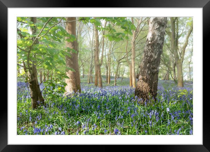 Kent Bluebell Glade Framed Mounted Print by Kate Lake