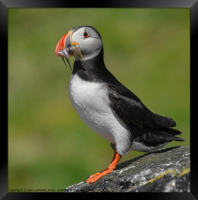 Isle of May Puffin Framed Print by Don  Lumsden 