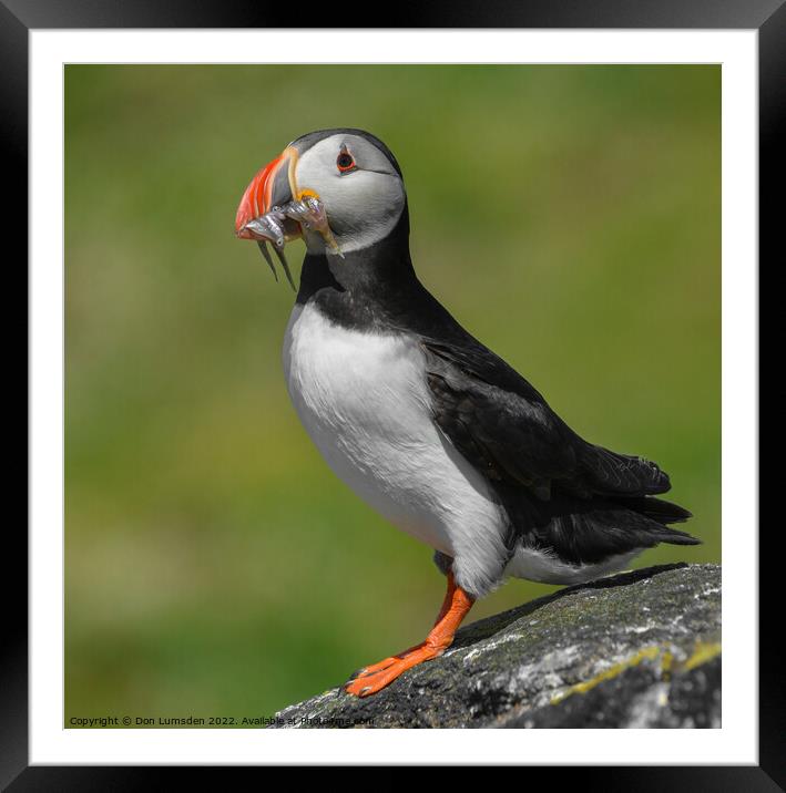 Isle of May Puffin Framed Mounted Print by Don  Lumsden 