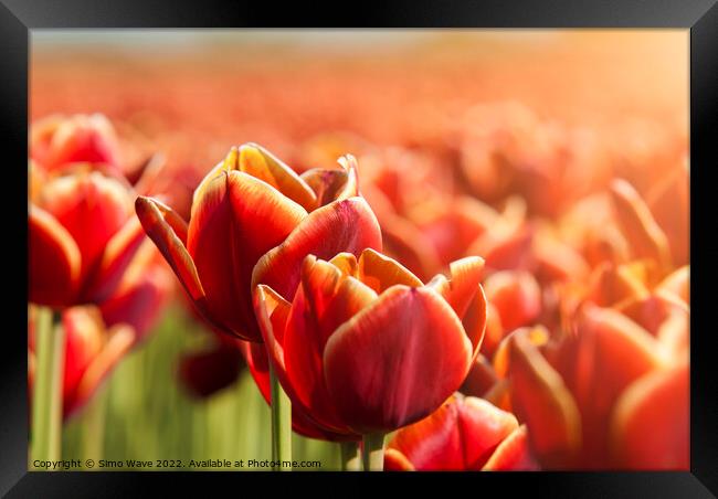 Dutch Red Tulips Close Up  Framed Print by Simo Wave
