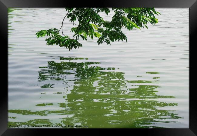 Green tree on the water Framed Print by Simo Wave