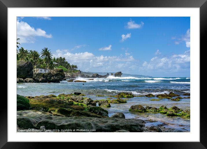 Barbados  Framed Mounted Print by Anton Cooke