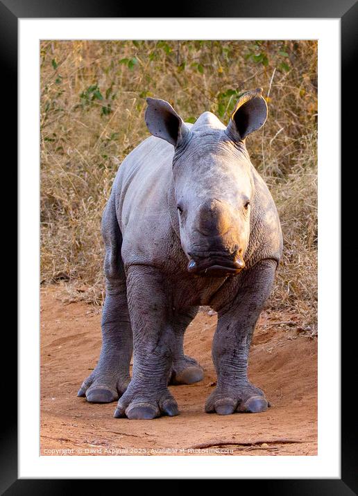 A baby rhinoceros standing in a dirt field Framed Mounted Print by David Aspinall