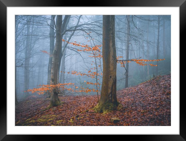 Woodland Misty Scene Framed Mounted Print by Tim Gamble