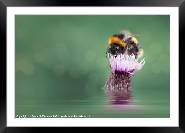 Bee on a Thistle Plant flower Framed Mounted Print by Tracy McMenemy