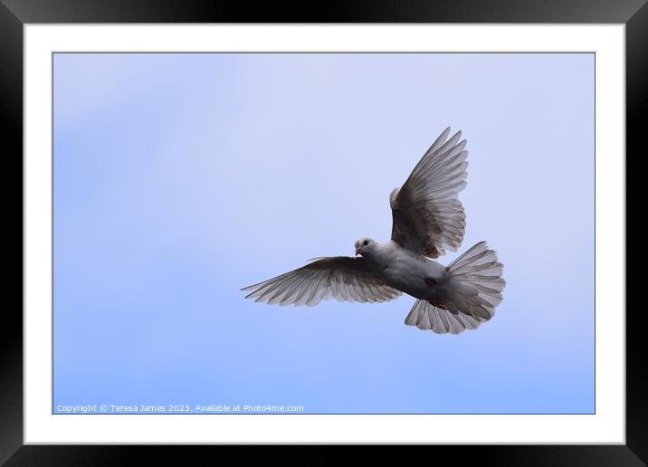 white dove in flight  Framed Mounted Print by Teresa James