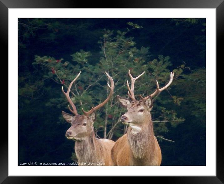 Two Stags  Framed Mounted Print by Teresa James