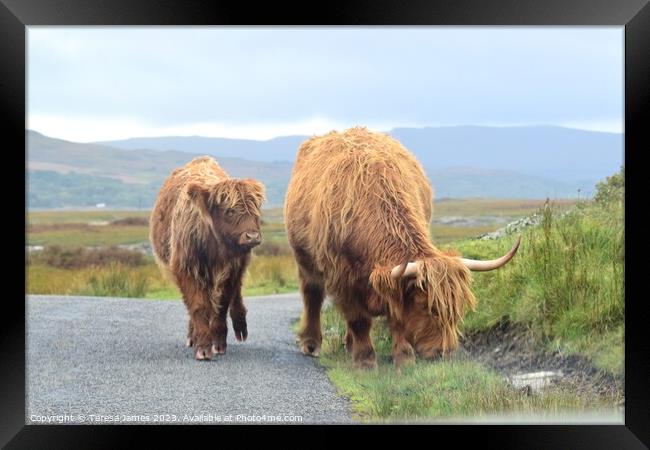 Highland cow and calf standing on a mountain road Framed Print by Teresa James