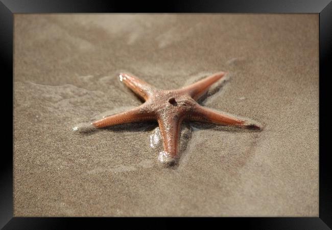 A close up of a starfish Framed Print by IAIN SUTHERLAND