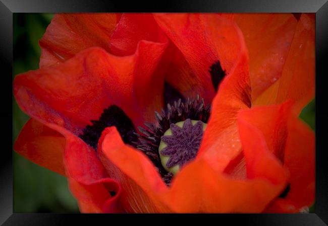 Peeking Poppy Framed Print by Chris Walker