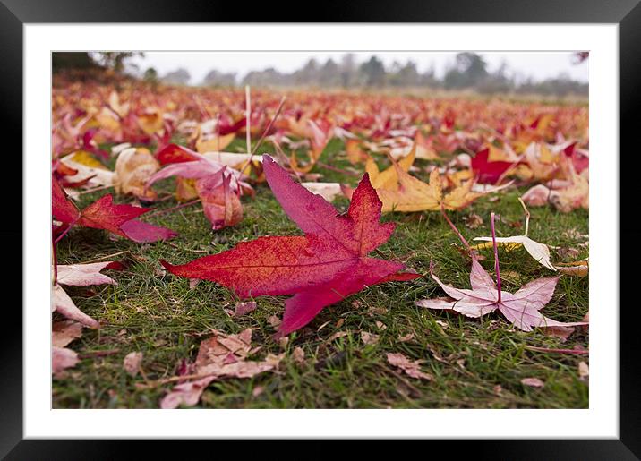 Autumn Leaves Framed Mounted Print by Chris Walker