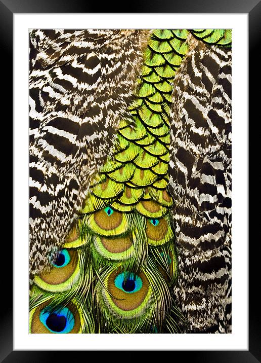 Peacock Pattern Framed Mounted Print by Chris Walker