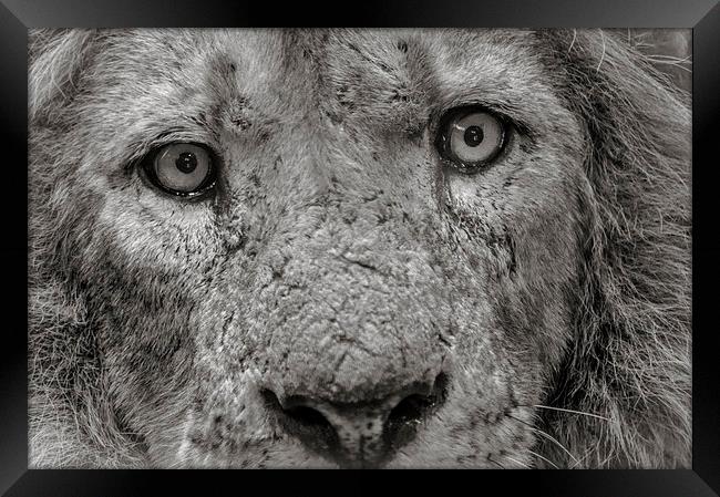 Old Male Lion Framed Print by Chris Walker