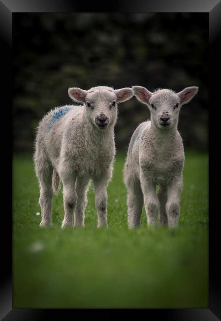 Spring Lambs Framed Print by Chris Walker