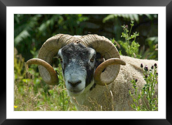 Ram looking at you Framed Mounted Print by Leonard Hall