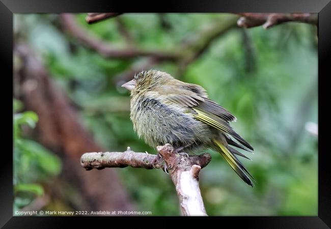 A young gold finch  Framed Print by Mark Harvey