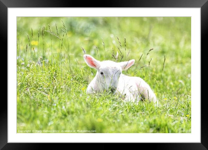 It's a lambs life  Framed Mounted Print by Mark Harvey